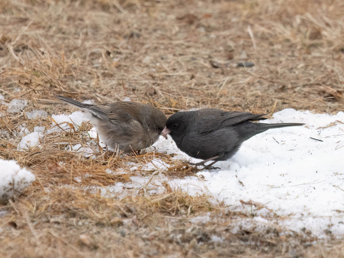 Dark-eyed Junco - ML613315328