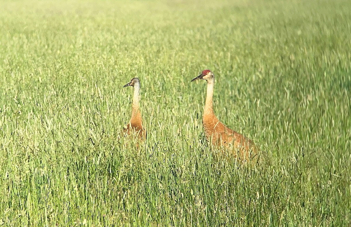 Sandhill Crane - ML613315335