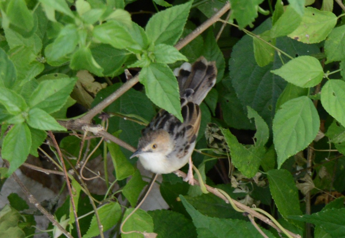 Coastal Cisticola - Bertina K