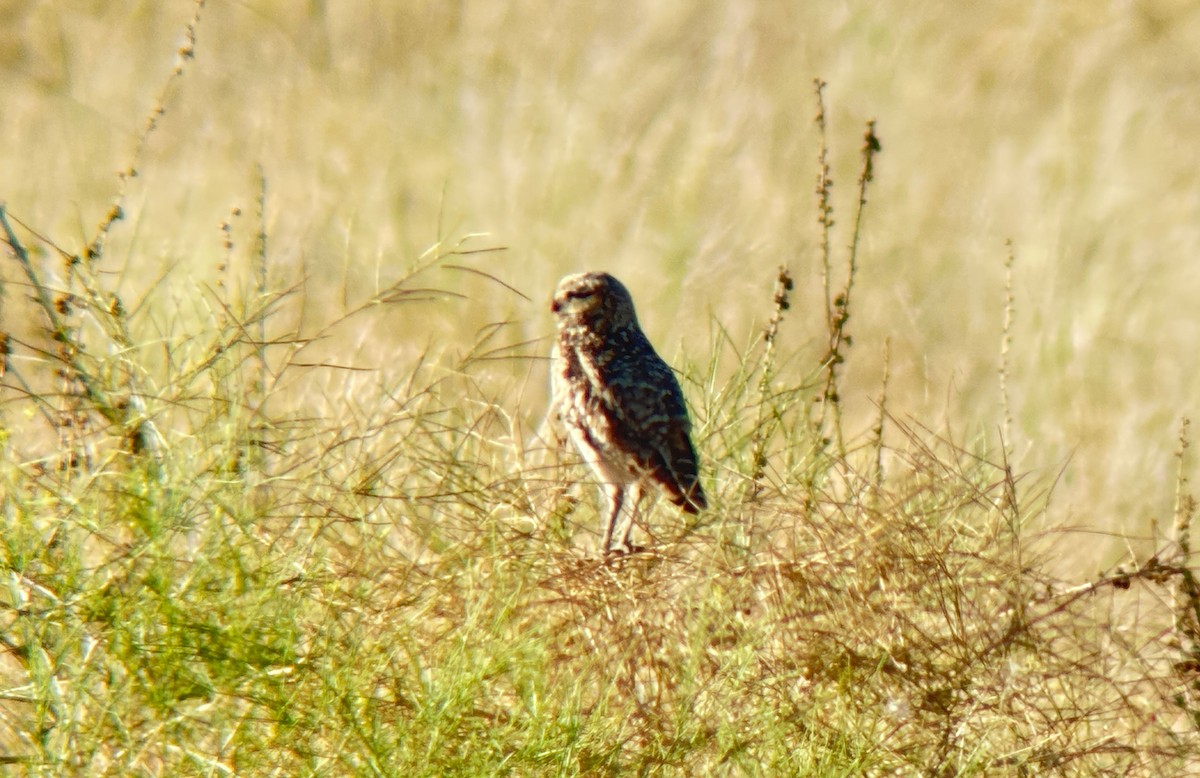 Burrowing Owl - ML613315389