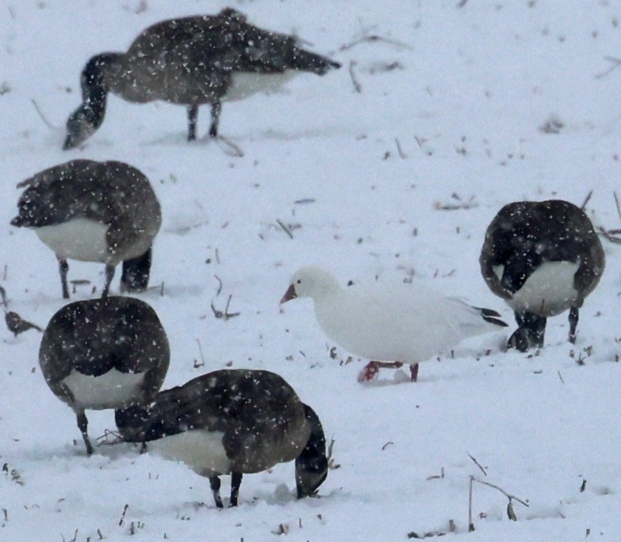 Ross's Goose - ML613315411