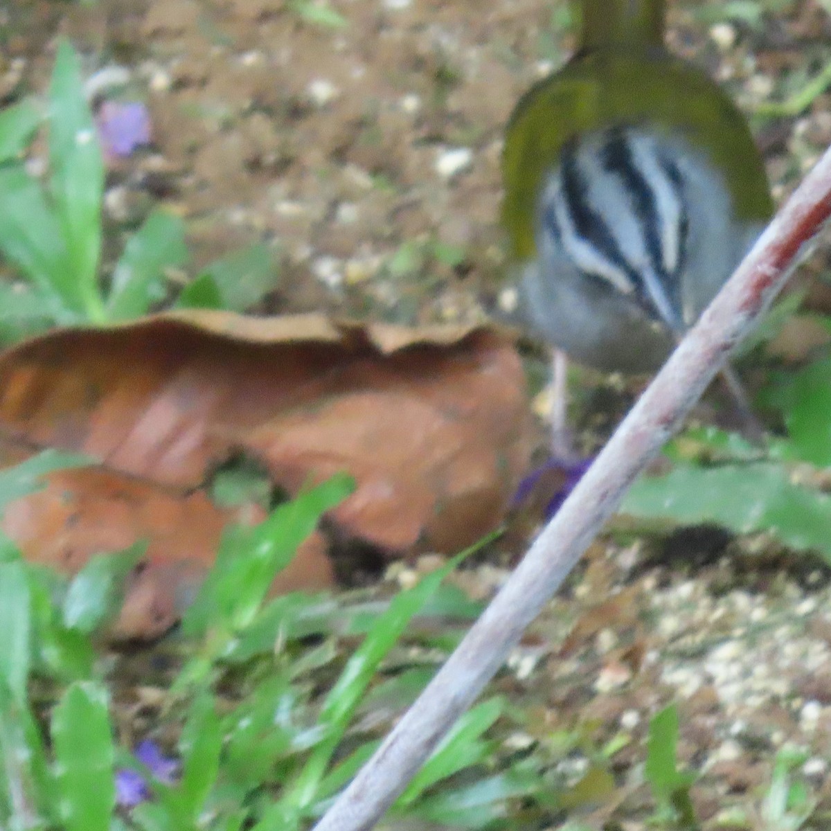 Black-striped Sparrow - ML613315442