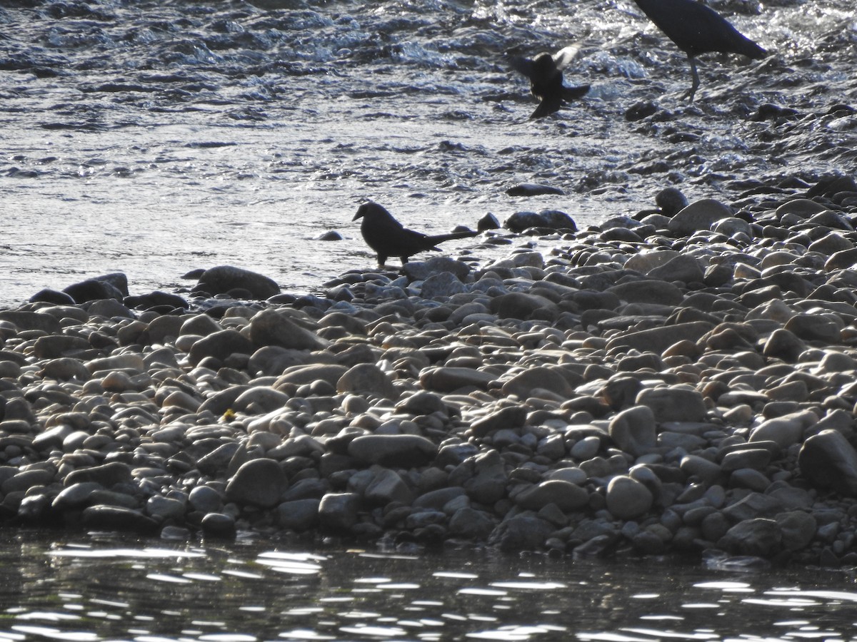 Giant Cowbird - ML613315481