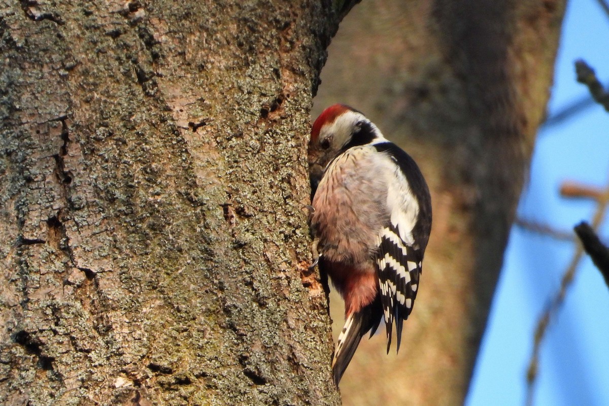 Middle Spotted Woodpecker - ML613315514