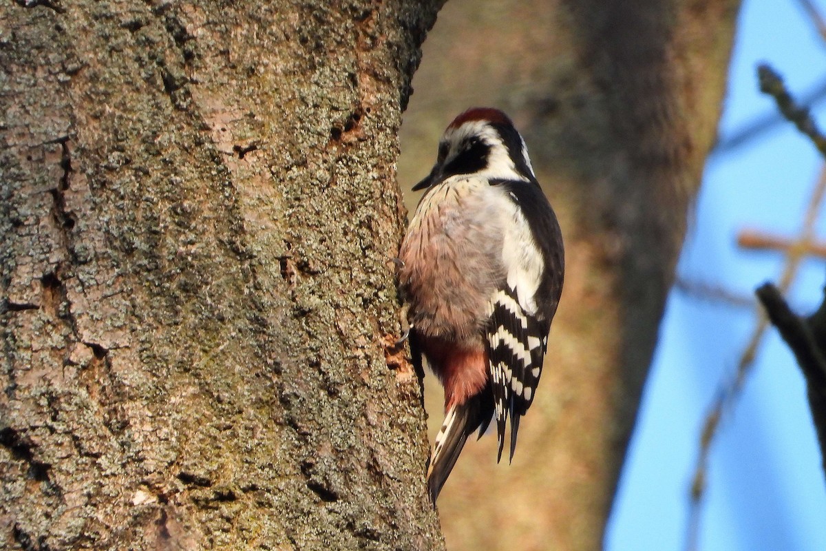 Middle Spotted Woodpecker - ML613315515