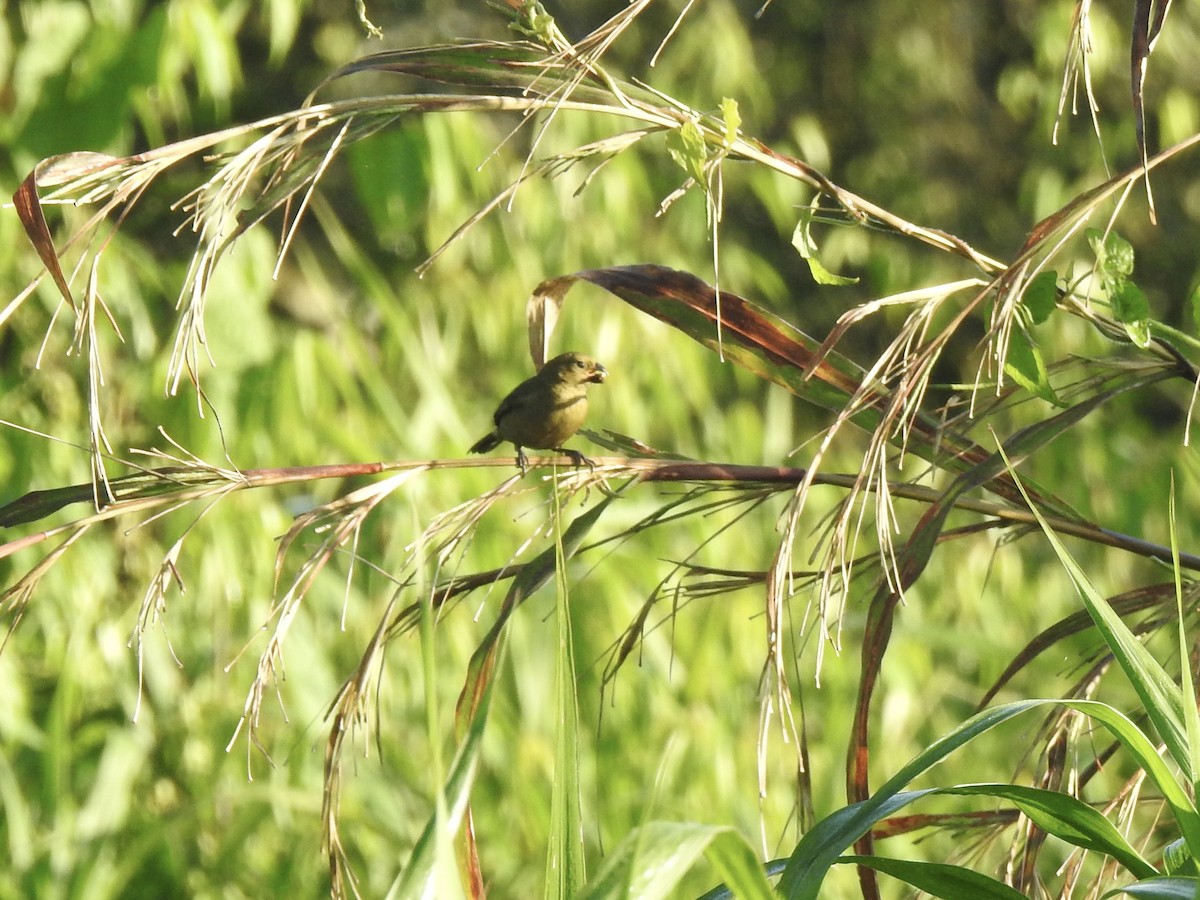 Variable Seedeater - ML613315689