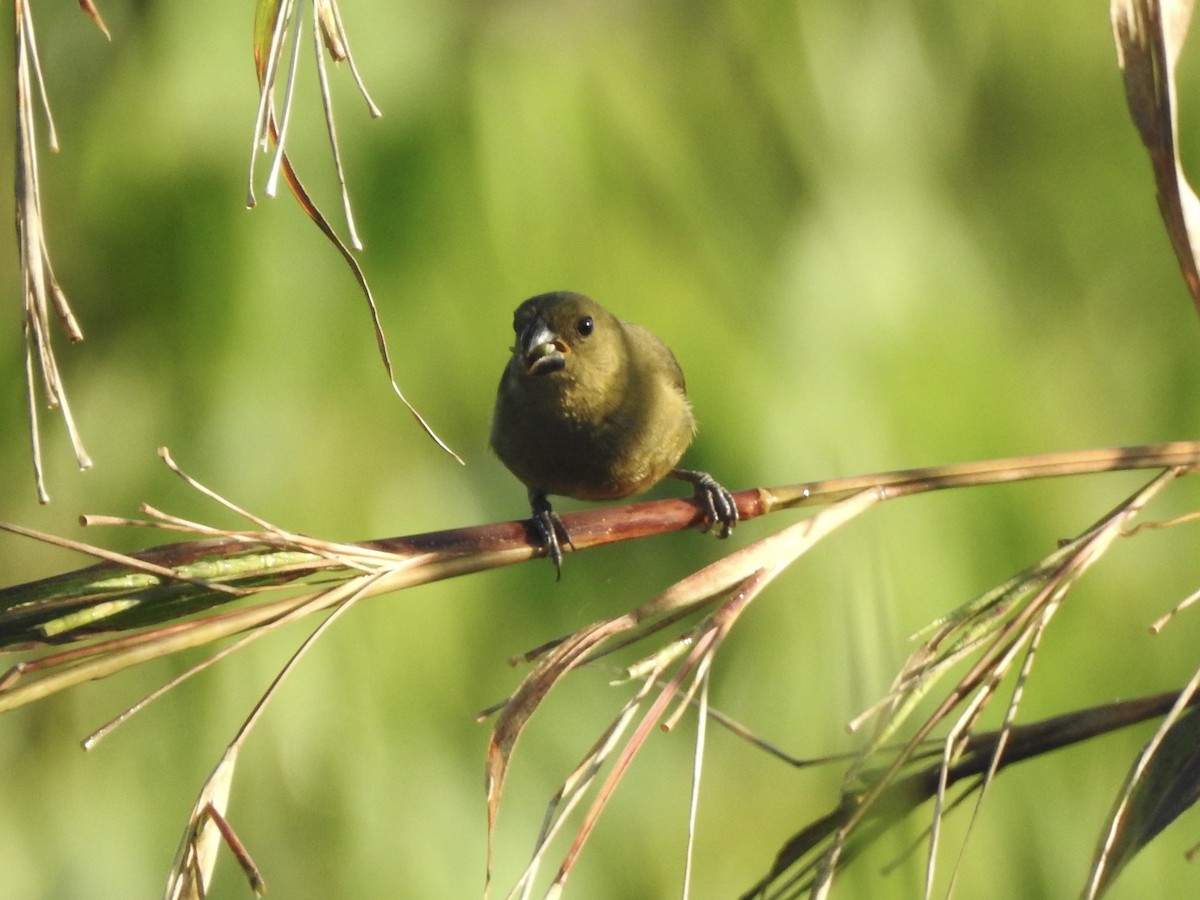 Variable Seedeater - Victoria Vosburg