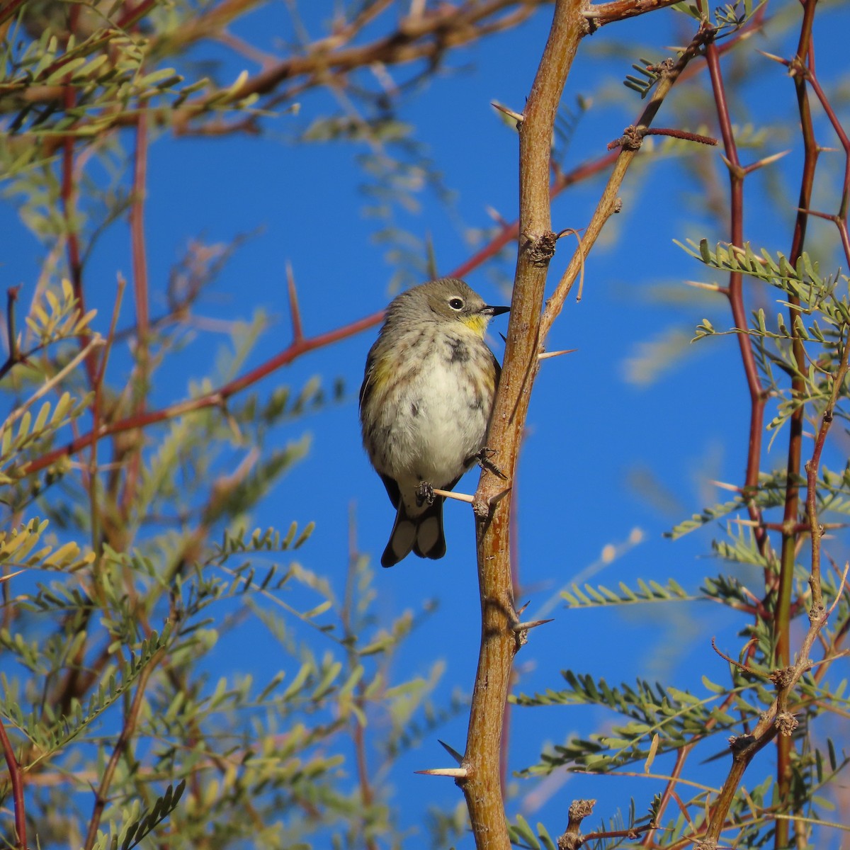 Yellow-rumped Warbler (Audubon's) - ML613315721