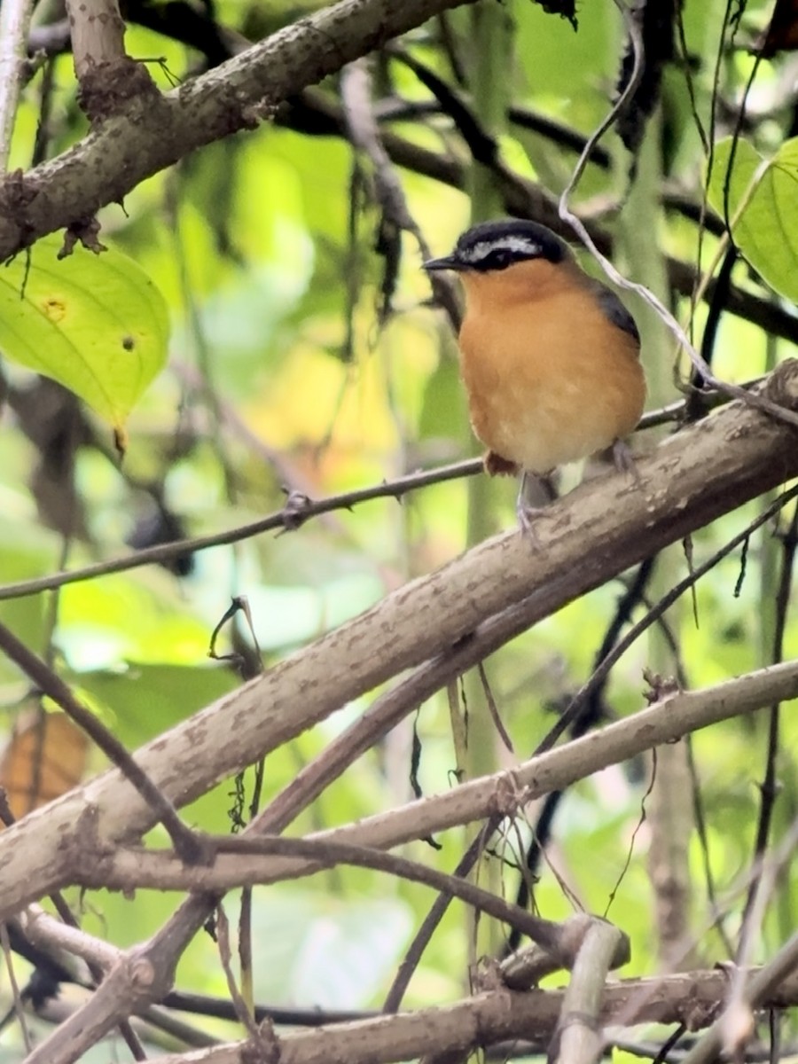 Gray-winged Robin-Chat - ML613315743