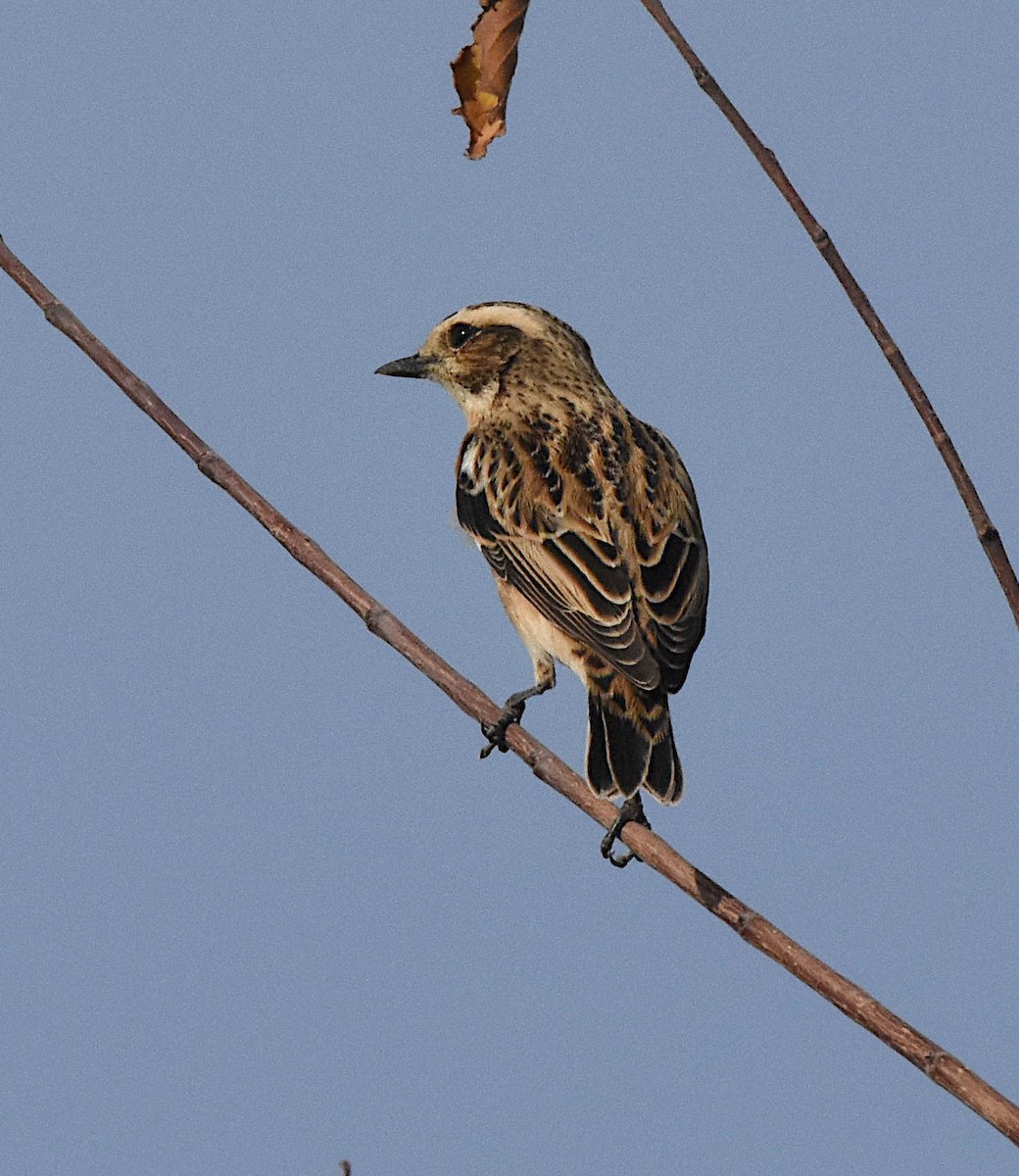 Whinchat - Isabel Gómez Carrasco