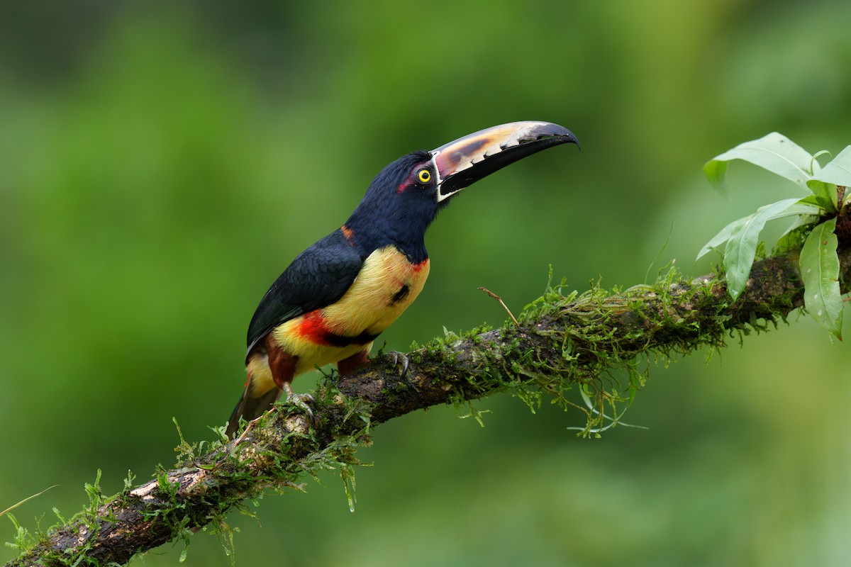 Collared Aracari - Jeff Hapeman