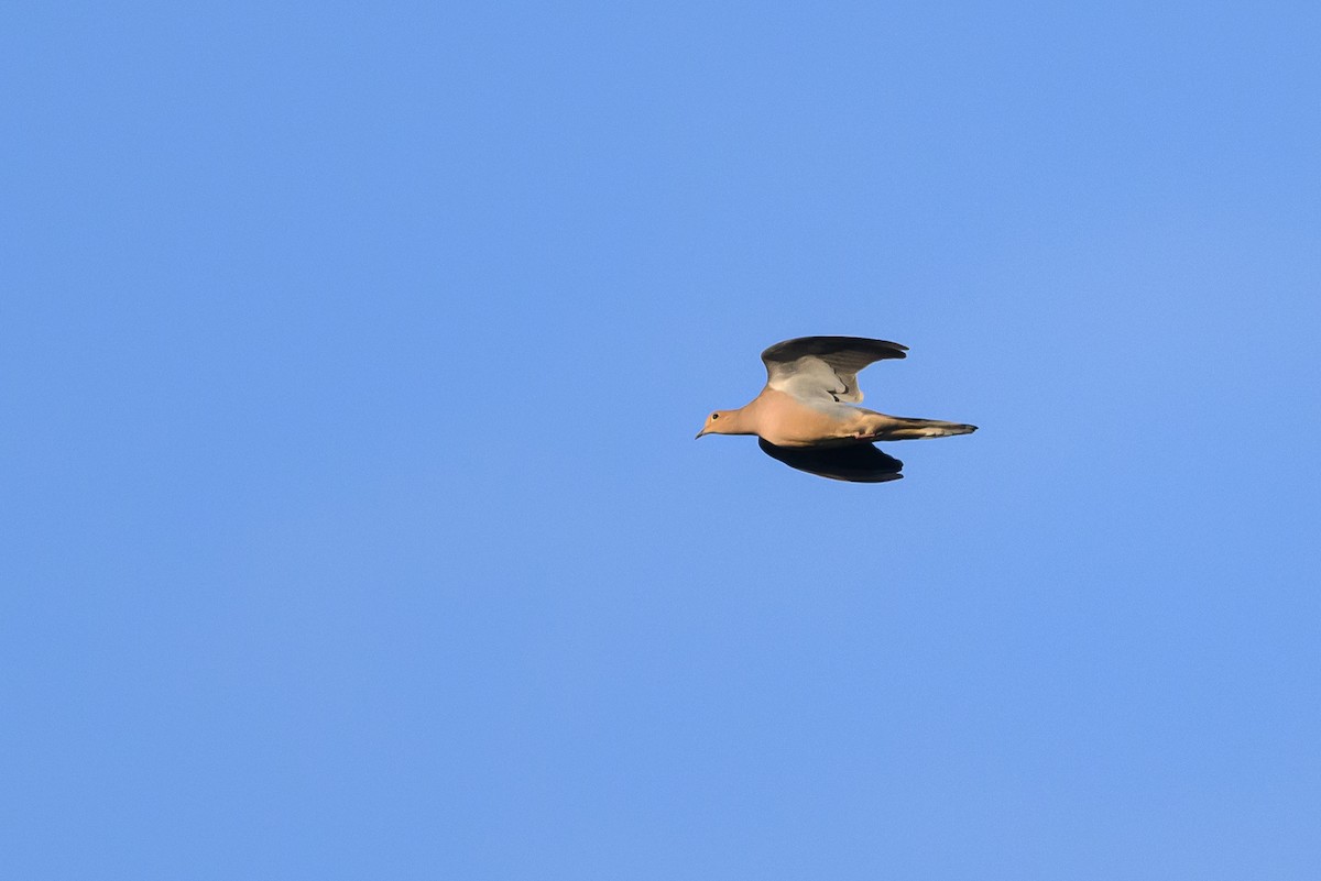 Mourning Dove - ML613315993