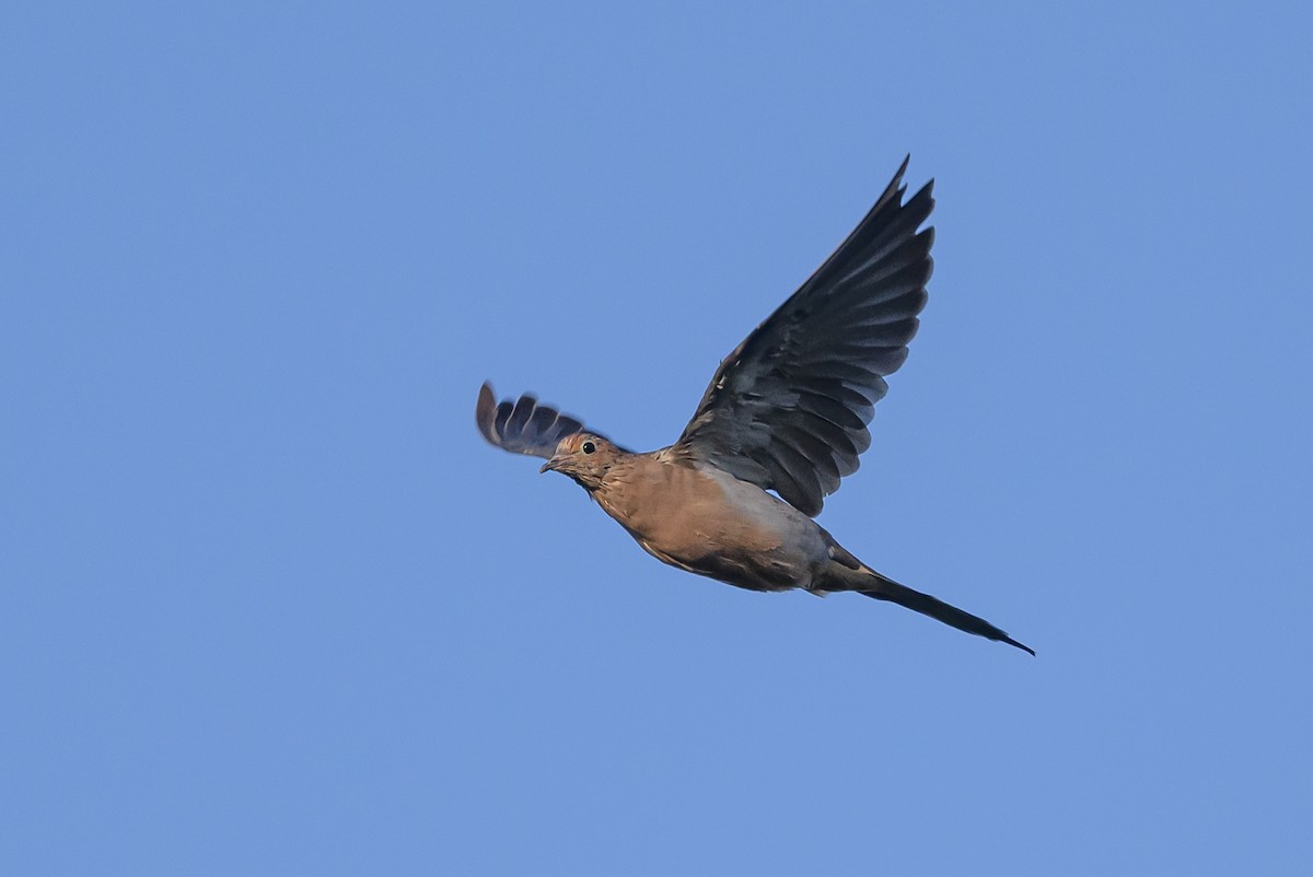 Mourning Dove - ML613316007