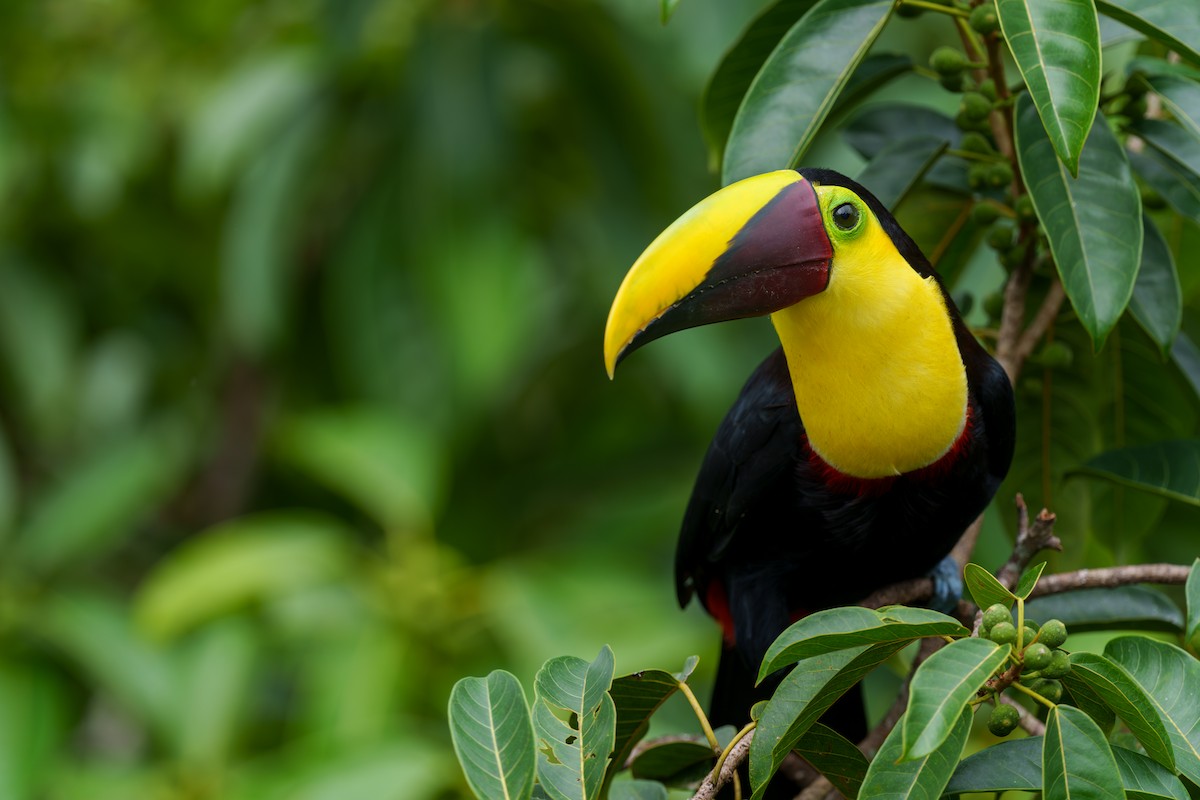 Yellow-throated Toucan - ML613316037