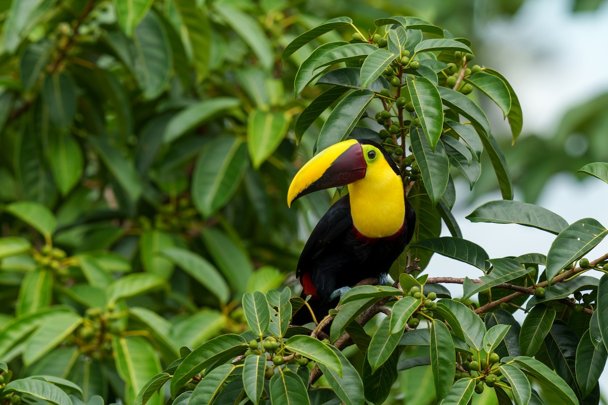 Yellow-throated Toucan - ML613316039