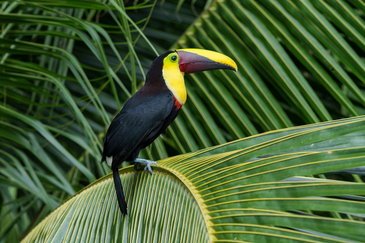 Yellow-throated Toucan - Jeff Hapeman