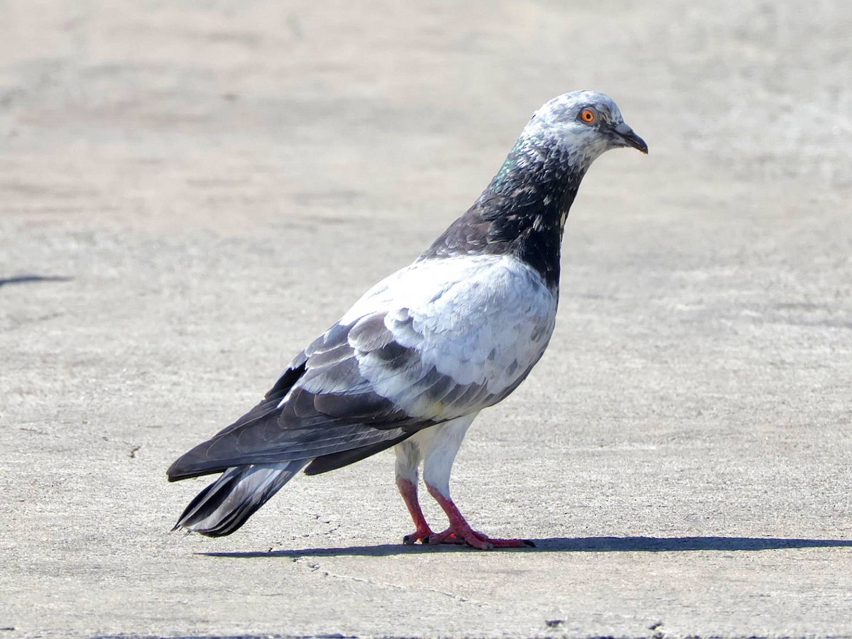 Сизый голубь (Одомашненного типа) - ML613316097