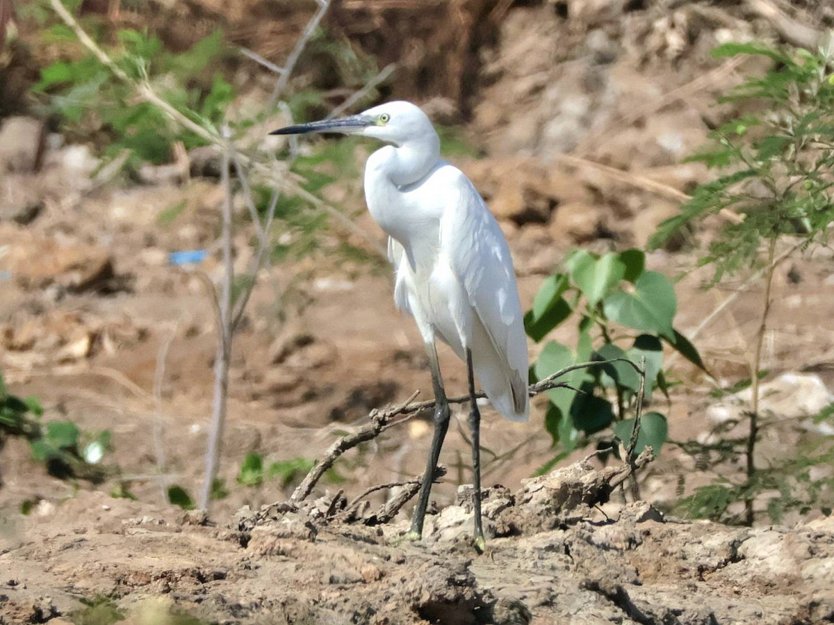 Little Egret - ML613316133