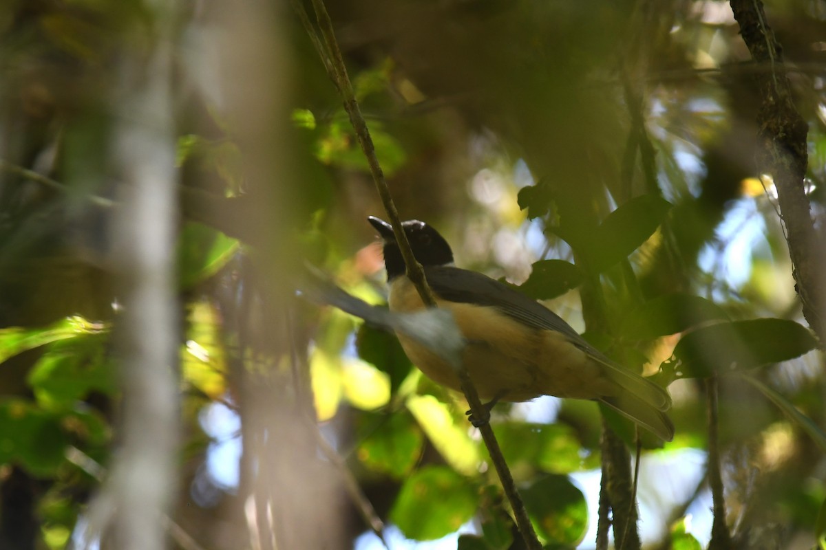 Vanga Cabecinegro - ML613316152