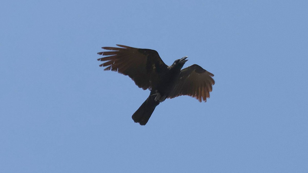 Large-billed Crow (Eastern) - ML613316249