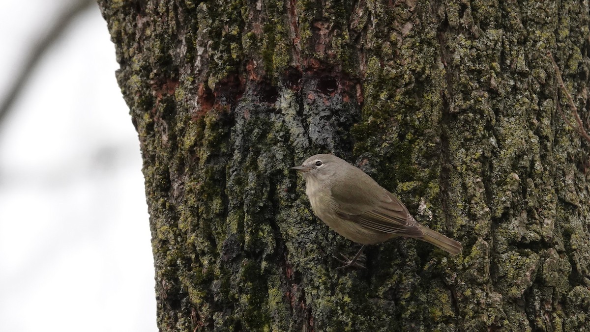 Orange-crowned Warbler - ML613316308