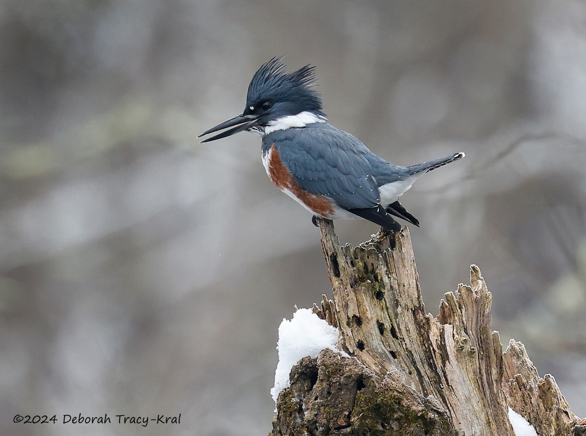 Belted Kingfisher - ML613316338