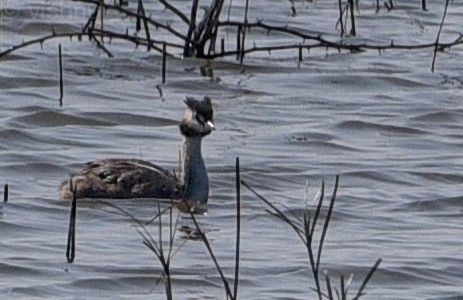 Great Crested Grebe - ML613316429