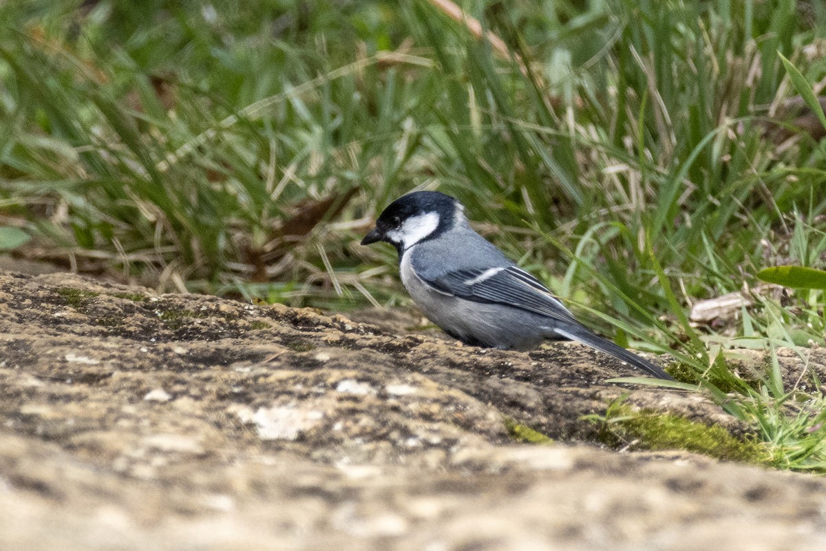 Cinereous Tit - ML613316484