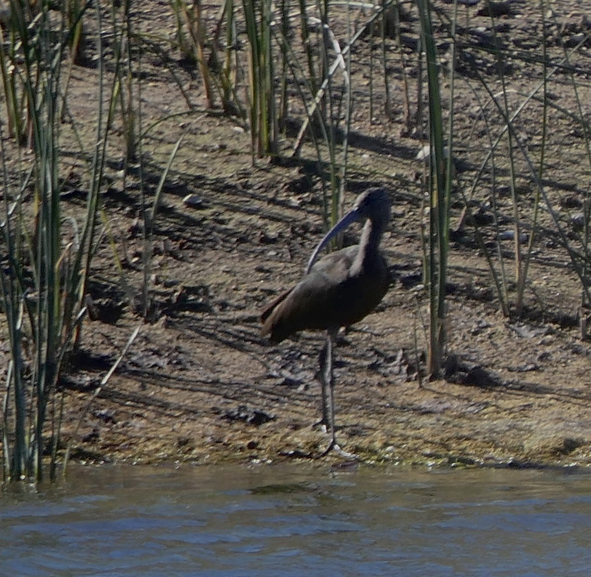 White-faced Ibis - Marc Bierdzinski