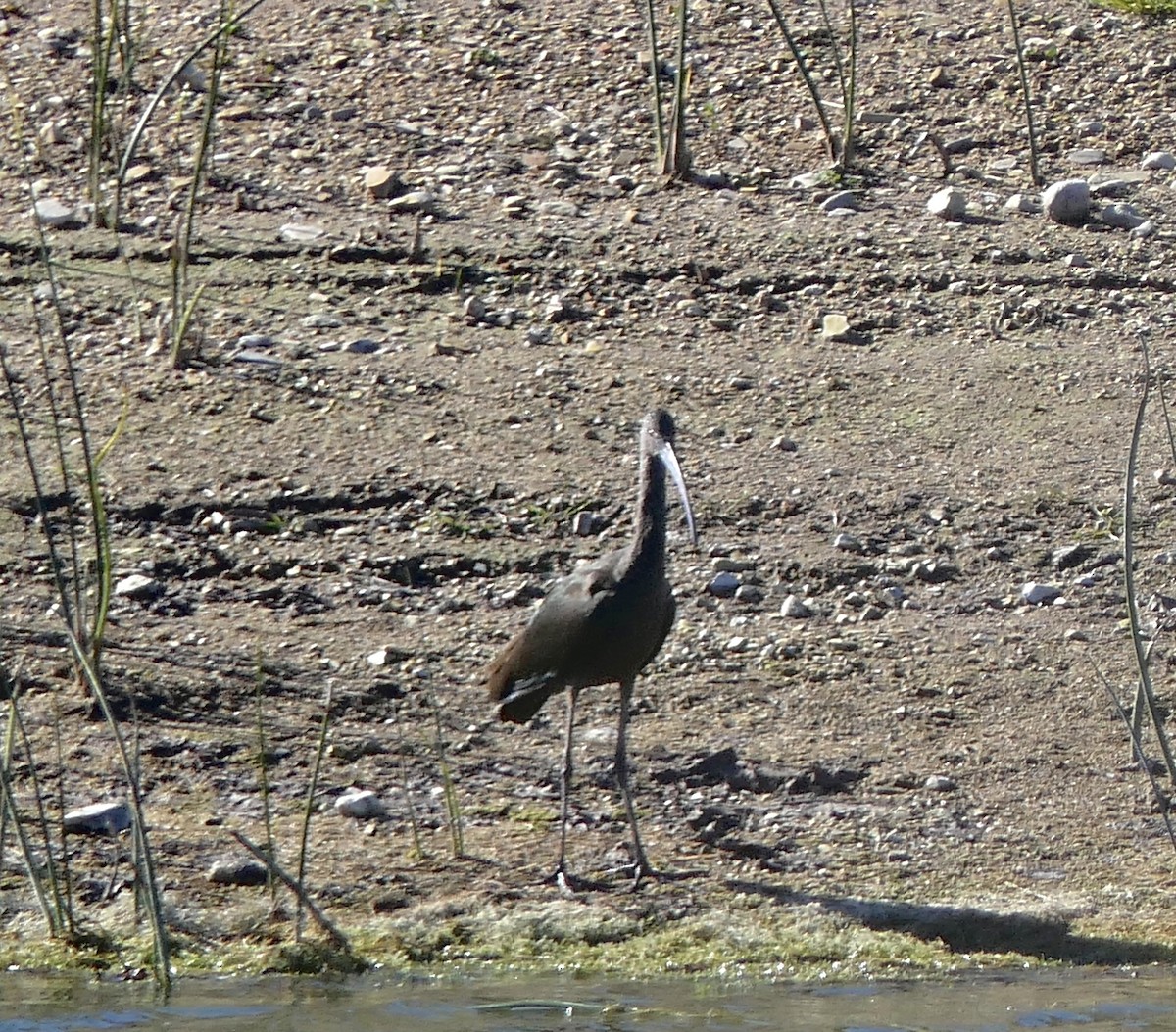hvitgrimeibis - ML613316538