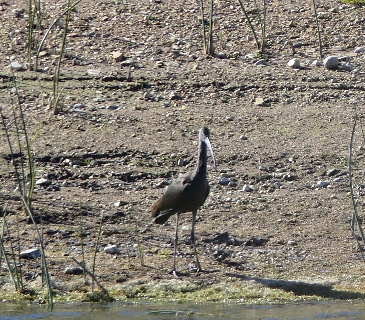 White-faced Ibis - ML613316538