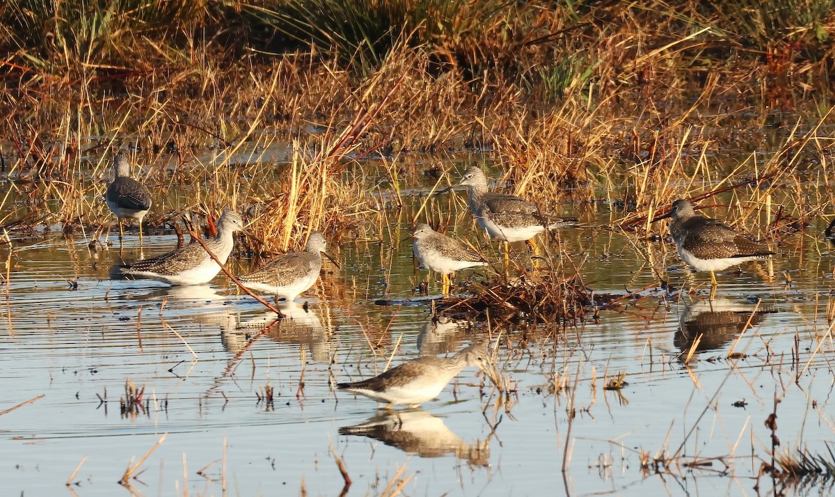 Lesser Yellowlegs - ML613316591