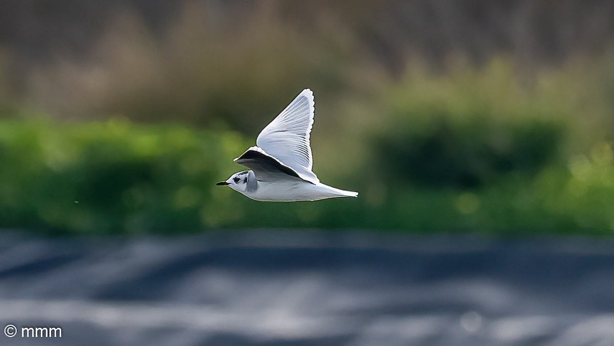 Little Gull - ML613316654