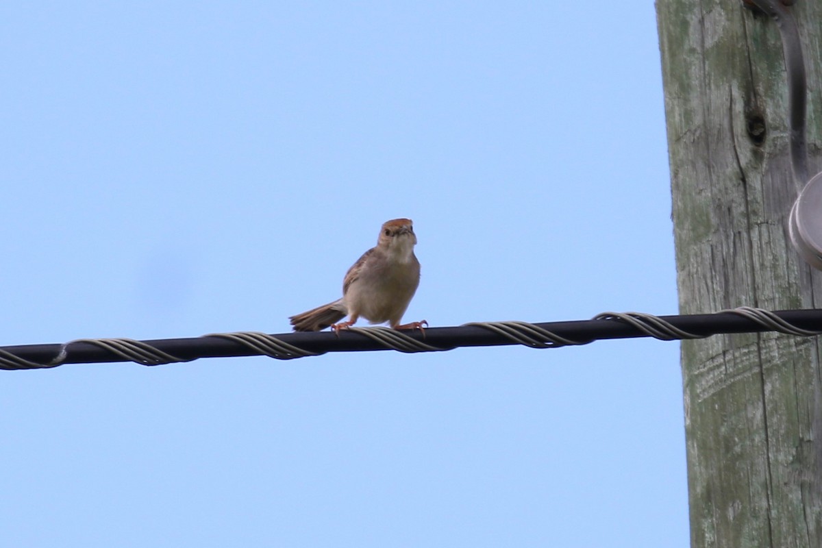 Tabora Cisticola - Fikret Ataşalan