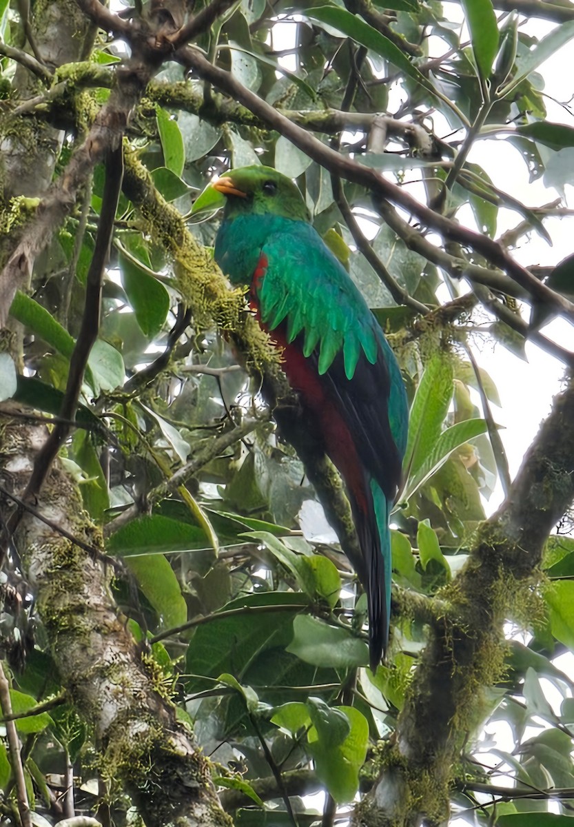 Golden-headed Quetzal - Tim Earl