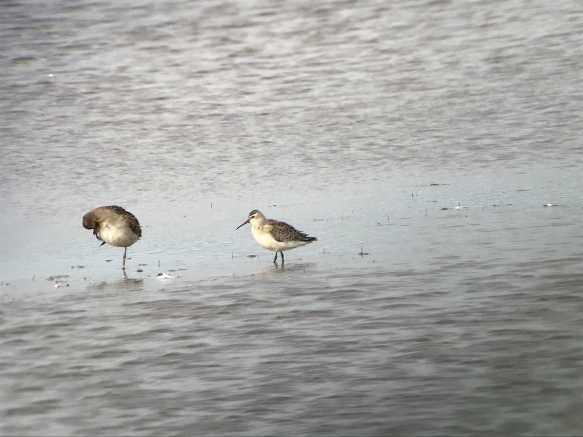 Curlew Sandpiper - ML613316934