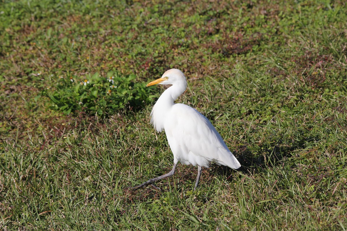 Western Cattle Egret - ML613316967