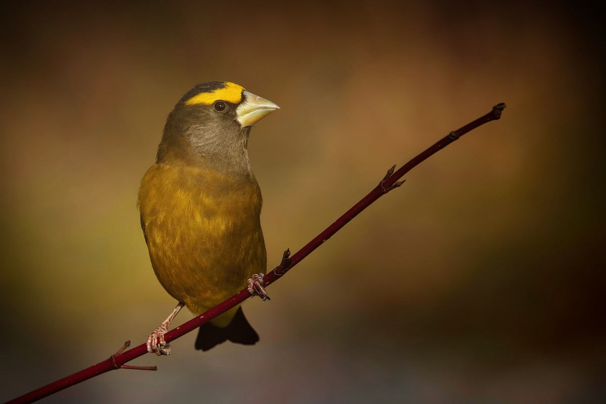 Evening Grosbeak - ML613317006