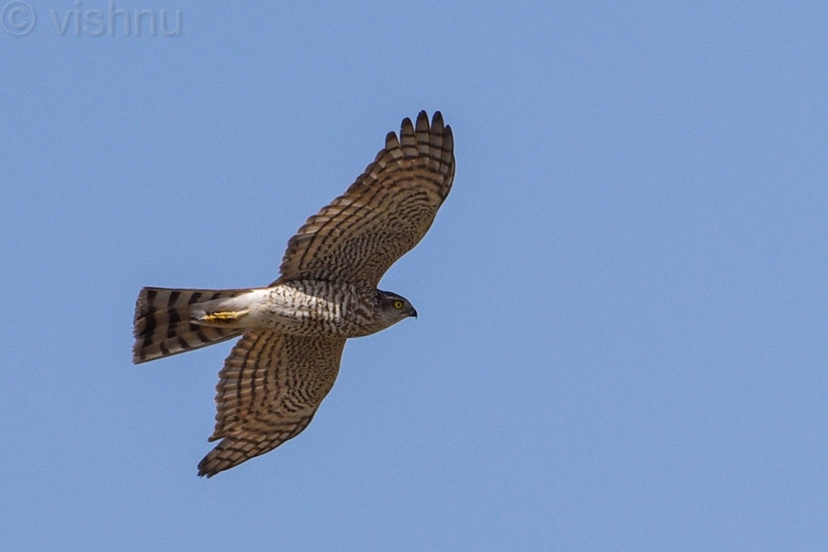 Eurasian Sparrowhawk - ML613317033