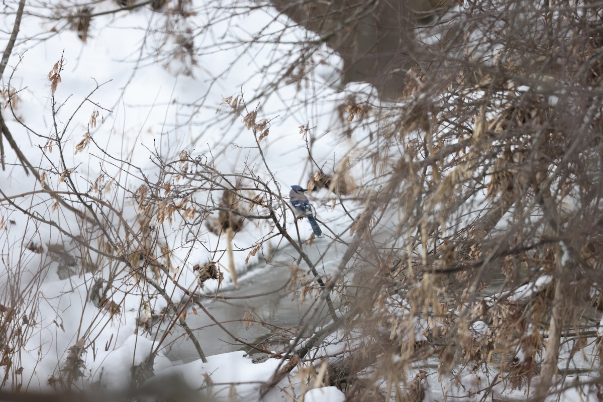 Blue Jay - ML613317037