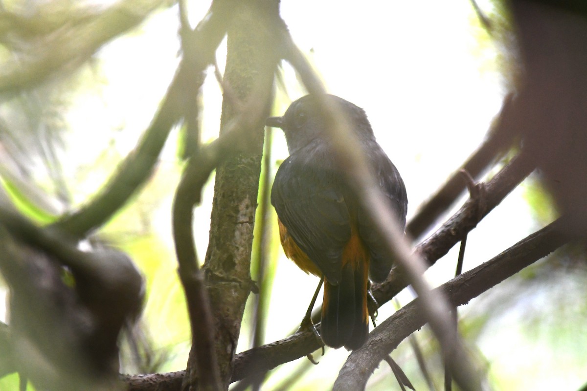 Forest Rock-Thrush - ML613317039