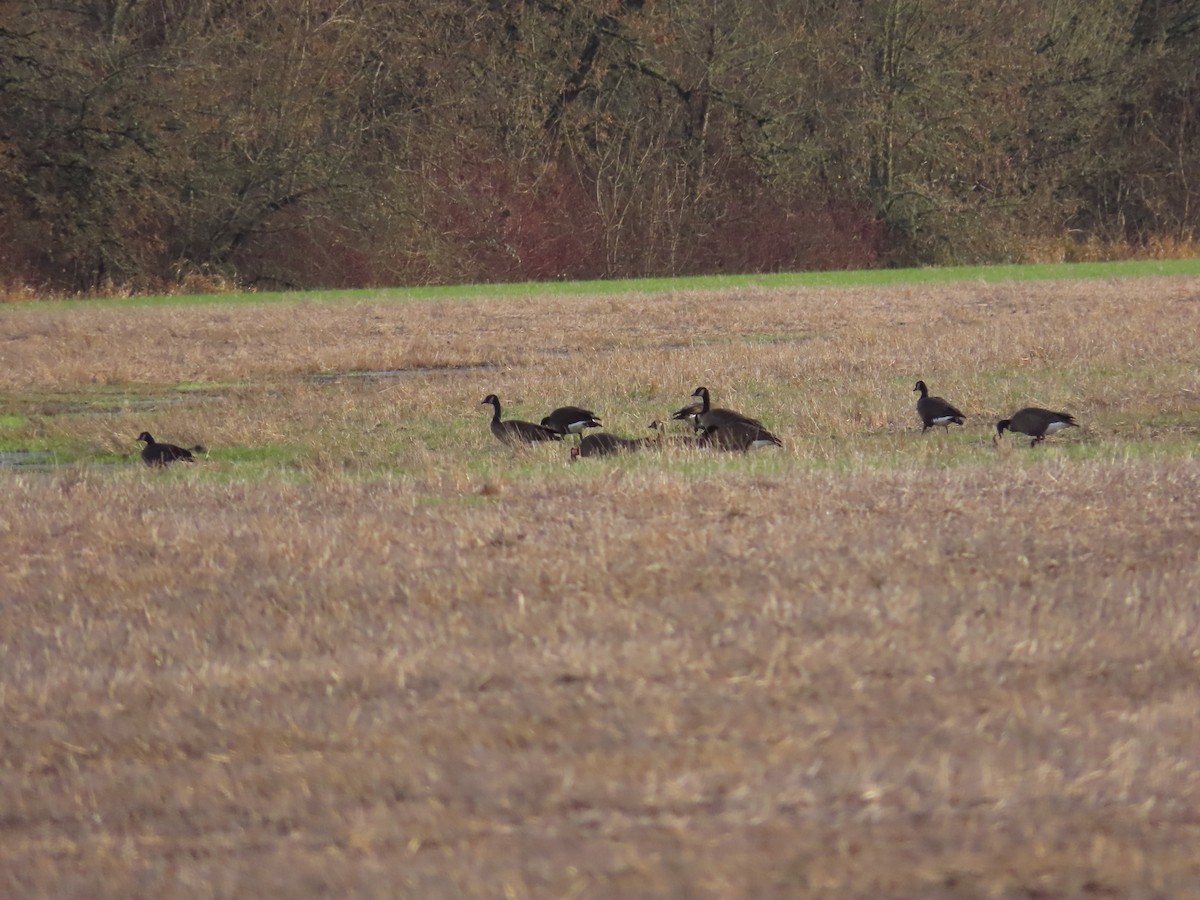 Canada Goose (occidentalis/fulva) - ML613317073