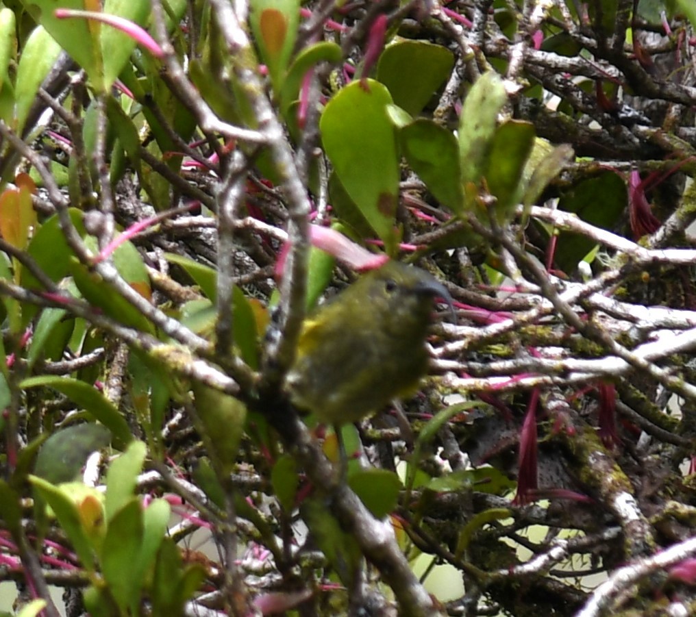 Yellow-bellied Sunbird-Asity - ML613317084