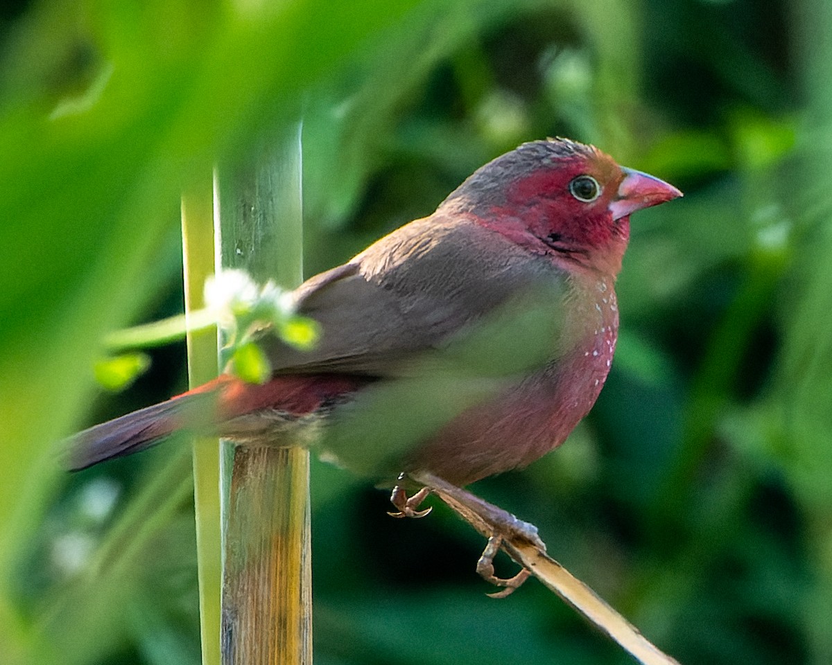 Bar-breasted Firefinch - ML613317088