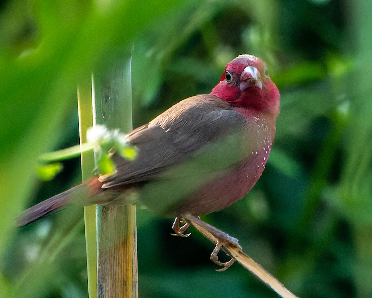 Bar-breasted Firefinch - Magnus Andersson