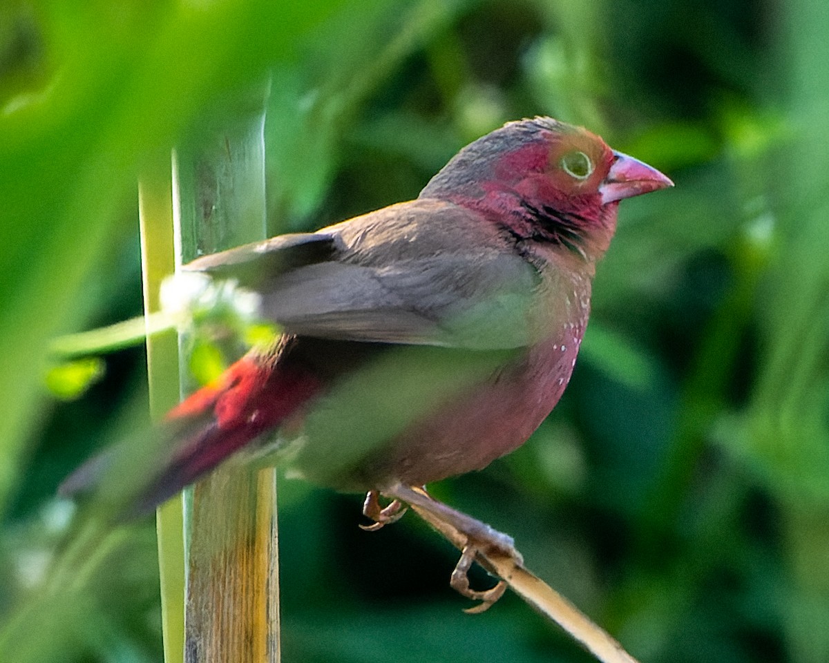 Bar-breasted Firefinch - ML613317092