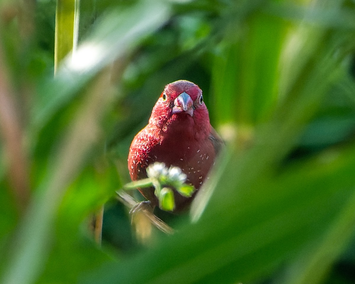 Bar-breasted Firefinch - ML613317098