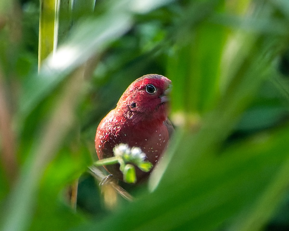 Bar-breasted Firefinch - ML613317099