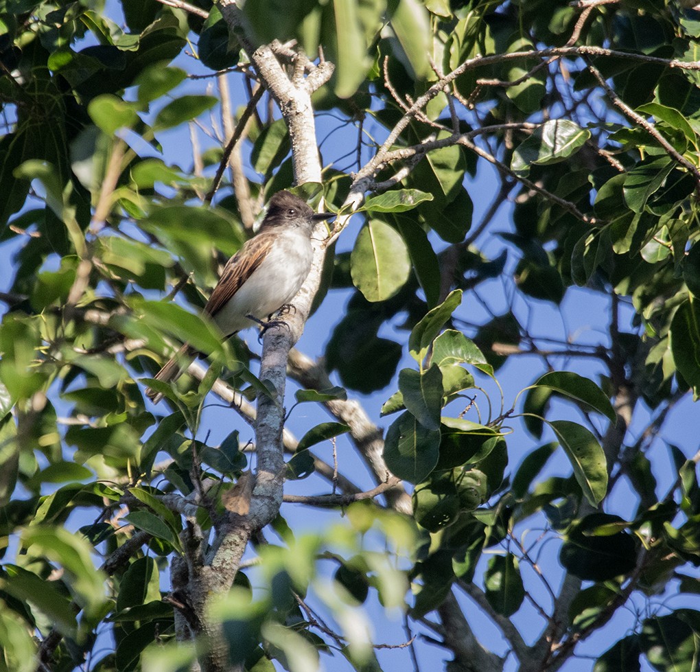 Loggerhead Kingbird - ML613317110