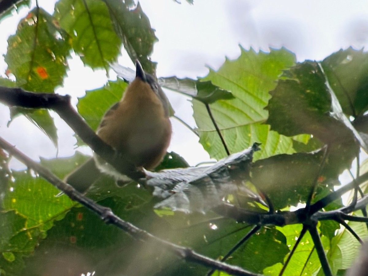 Pink-footed Puffback - ML613317243